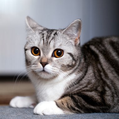 İskoç-düz kedi
