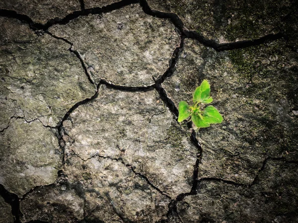 Piccolo albero sopravvivere su terreno solido e asciutto — Foto Stock