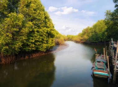 Kanal boyunca mangrov forrest ve kırsal sahnede küçük tekne