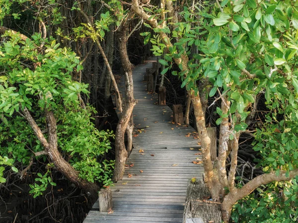 Pasarela con puente de madera a través del bosque de manglares —  Fotos de Stock