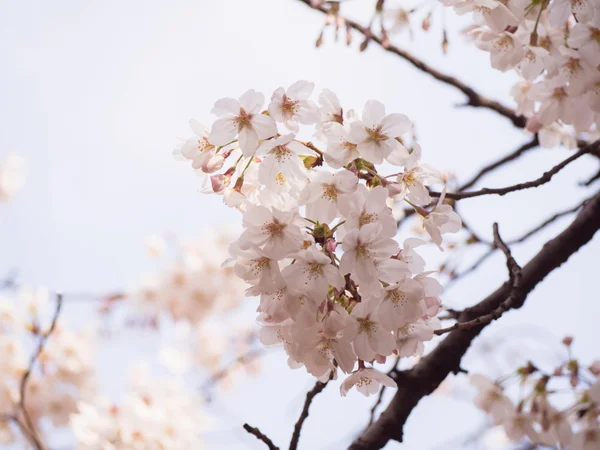 Japonya'da ağaçta kiraz çiçeği — Stok fotoğraf