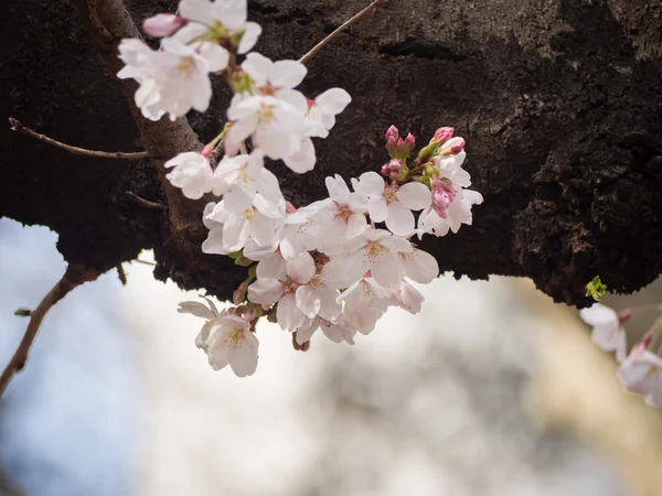 Цвітіння вишні на дереві в Японії — стокове фото