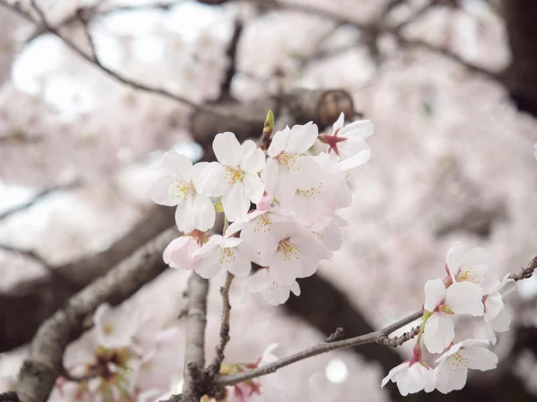 Flor de cerejeira na árvore no Japão — Fotografia de Stock