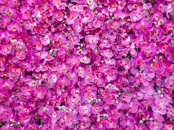 Artificial pink orchid backdrop wall — Stock Photo, Image