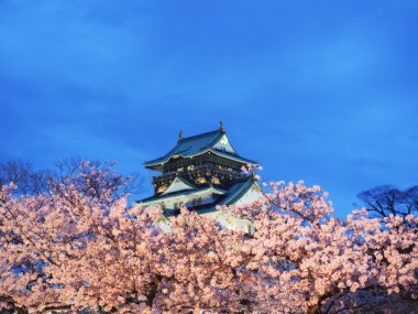 Osaka kalesi kiraz ağaçları arasında (sakura) akşam sahnesinde mavi gökyüzü ve ışıkla (kiraz ağaçlarının bulanık önplanlı kaleye seçici odak)