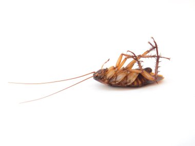 ölü böcek üzerinde beyaz izole