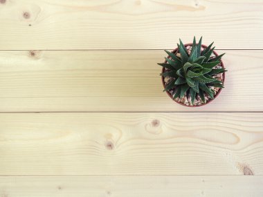Haworthia fasciata, ahşap masanın üzerindeki saksıda bulunan sulu bitkilerden biri.