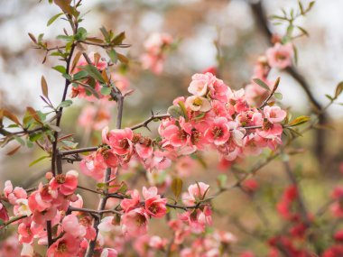 Japonya 'da ağaçta pembe kiraz çiçeği, hafif bir alan derinliği, dalın bulanık arkaplanı ve diğer çiçeklerin bulanık arkaplanı seçici odak