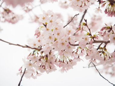 Japonya 'da kiraz ağaçları, bazı çiçeklerin bulanık arkaplanı ve diğer çiçeklerin bulanık arkaplanı ile çiçeklerin ortasında seçici ve yumuşak odaklanır.
