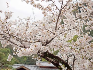 Kiraz çiçeği ağacı Japonya'da