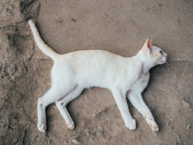 Tay beyaz kedi yere uzandı