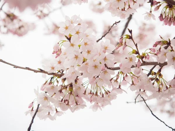 日本的樱花树 在花朵中间有选择性的 柔和的焦点 有些花的前景模糊 其他花的背景模糊 — 图库照片