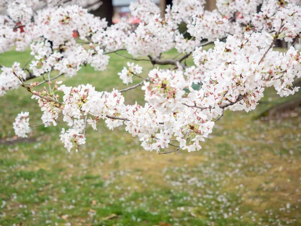 Cerejeiras em Japão — Fotografia de Stock