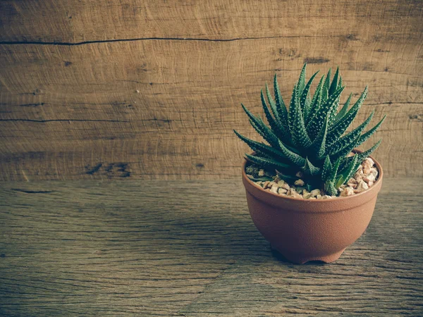 Haworthia fasciata, üzerinde saksı da etli bitki biri 