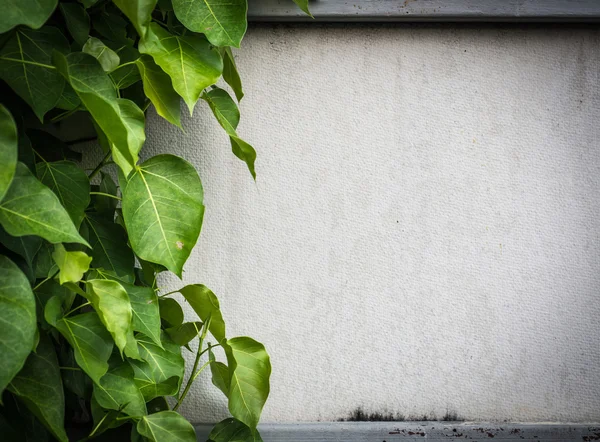 Leaf climber cover on gypsum wall with copy space