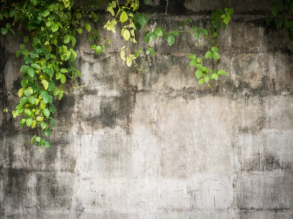 Скелелазіння (листя) покриття на гранжевій цементній стіні з копіювальним простором — стокове фото