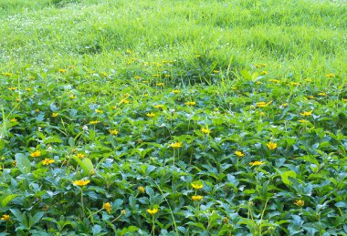 Sarı çiçek alan ve yeşil çimen