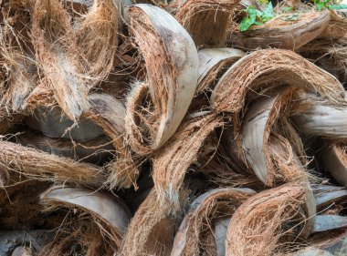 Hindistan cevizi yığın yere bol