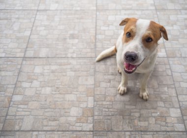 Yalnız a anavatan köpek