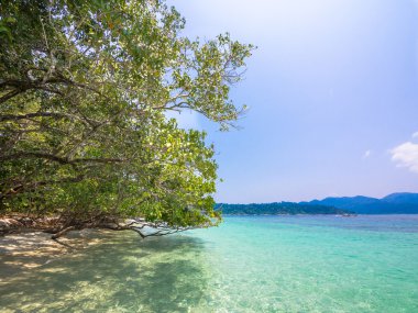 Turkuaz beach üzerinde ağaç dalları