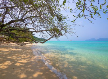 Turkuaz beach üzerinde ağaç dalları