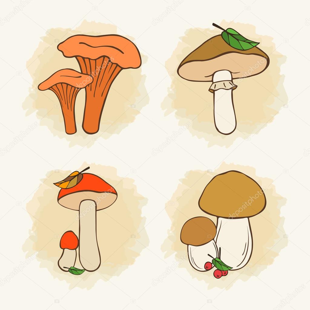 assorted mushrooms, food