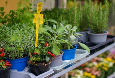 Sage, rosemary, decorative peppers in multi-colored pots stand in the window of a flower shop