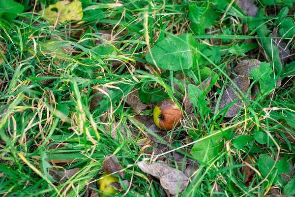 Düşmüş ve çürümüş armut meyveleri sonbaharda çimlerde yatar. Sonbahar yaprakları arasında düşen elmalar çimlerin üzerinde.