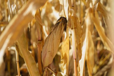 A head of ripe ripened corn on a field in the sunlight, prepared for harvest. Corn harvest season