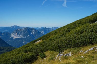 Avusturya Alpleri 'nin arka planına karşı alçak büyüyen kabarık dağ çamlarıyla kaplı bir dağ yamacı..