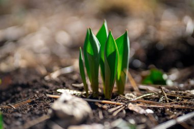 Toprağı delip geçen, yenilenme, büyüme ve erken bitkilerin sembolü olan taze yeşil bahar filizleri.