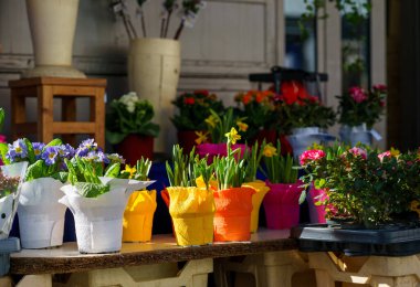 Canlı saksılarda çeşitli bitkiler sergileniyor. Bahçe işleri, mevsimlik satışlar, şehir çiçekçisi ve ilkbahar konsepti.