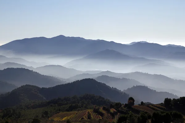 Foggy landscape in a winter day