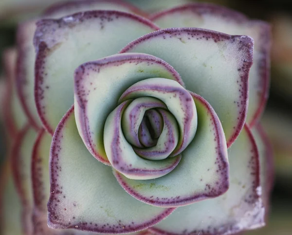 Makro-Sukkulente mit violetten Tönen — Stockfoto