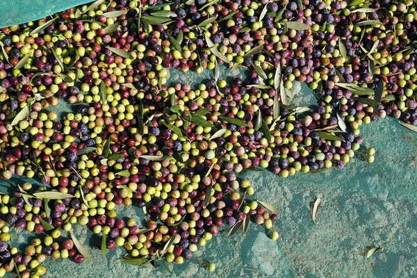 Frutas frescas de oliva — Foto de Stock