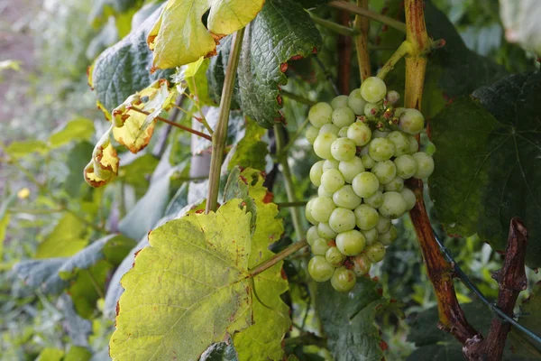 Grapes in a vineyard — Stock Photo, Image