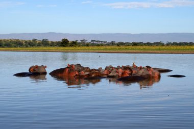 Suaygırları bir nehir