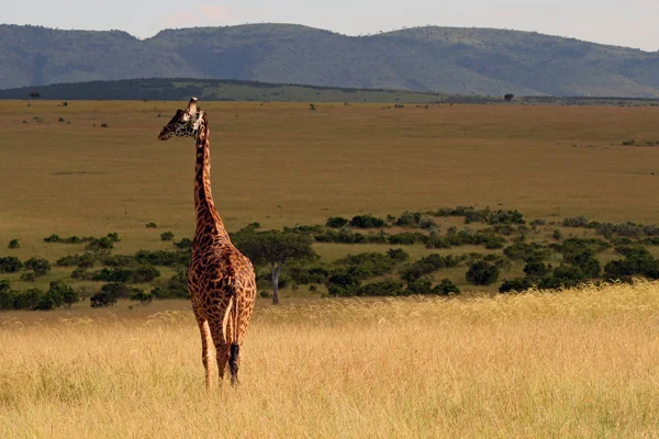 Giraffa allo stato brado, in Kenya — Foto Stock