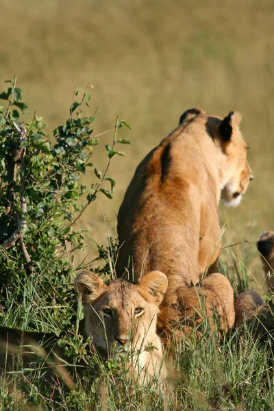 Два диких льва в Кении — стоковое фото