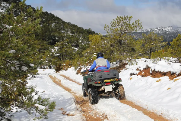 ATV ridning i skogen Stockbild