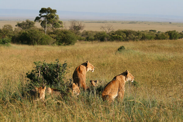 A group of wild lions