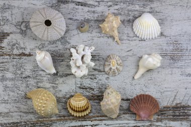 Ahşap arka plan içinde farklı kabuklar