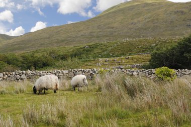 Yeşil bir manzara içinde iki koyun