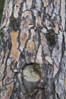 Bu bir yüz ile çam gövde kabuk