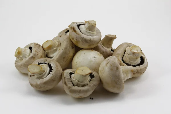 Isolierte Pilze auf weißem Hintergrund — Stockfoto