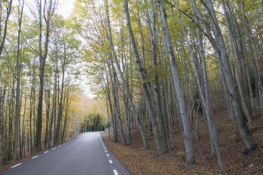 Yumuşak ışık ile sonbahar, bir ormanda yol