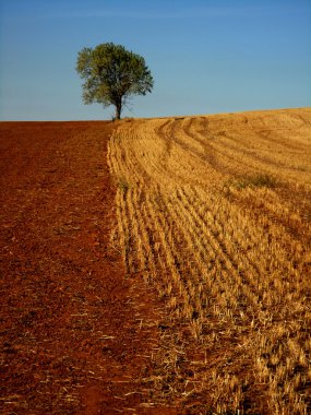 İki alan sınırındaki yalnız ağaç