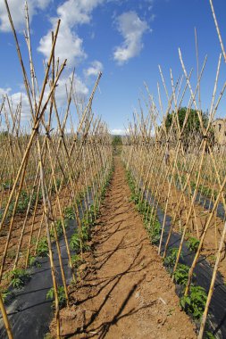 Domates ekimi ile köpekler, Bahar, tarım