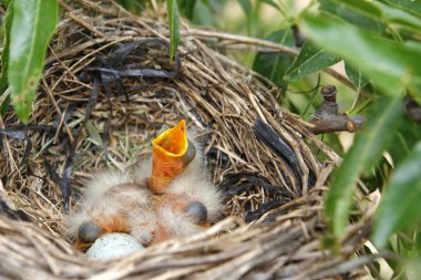 Baby birds with open mouth, in the nest clipart