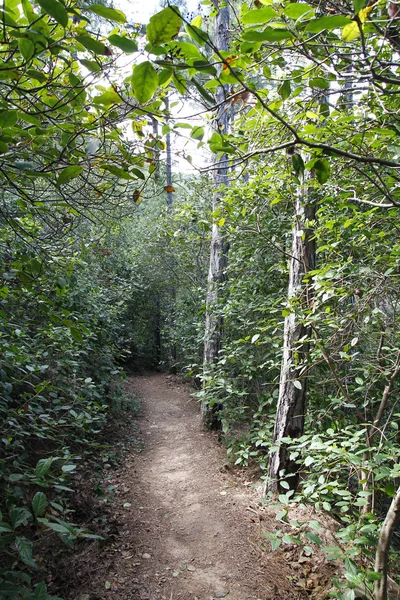 Path in the forest, green vegetation — Stock Photo, Image